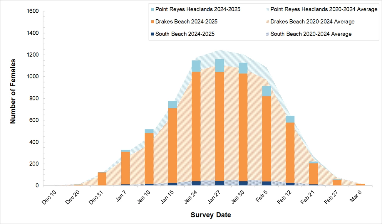 Female Elephant Seal Counts, Winter 2024-2025 Graph of female elephant seal counts at 3 colonies in Point Reyes by survey date. Bars for this season appear over an area graph of the average of the past 5 seasons. The bars are shy of the curve, exceed it for a few weeks, then peak below average.