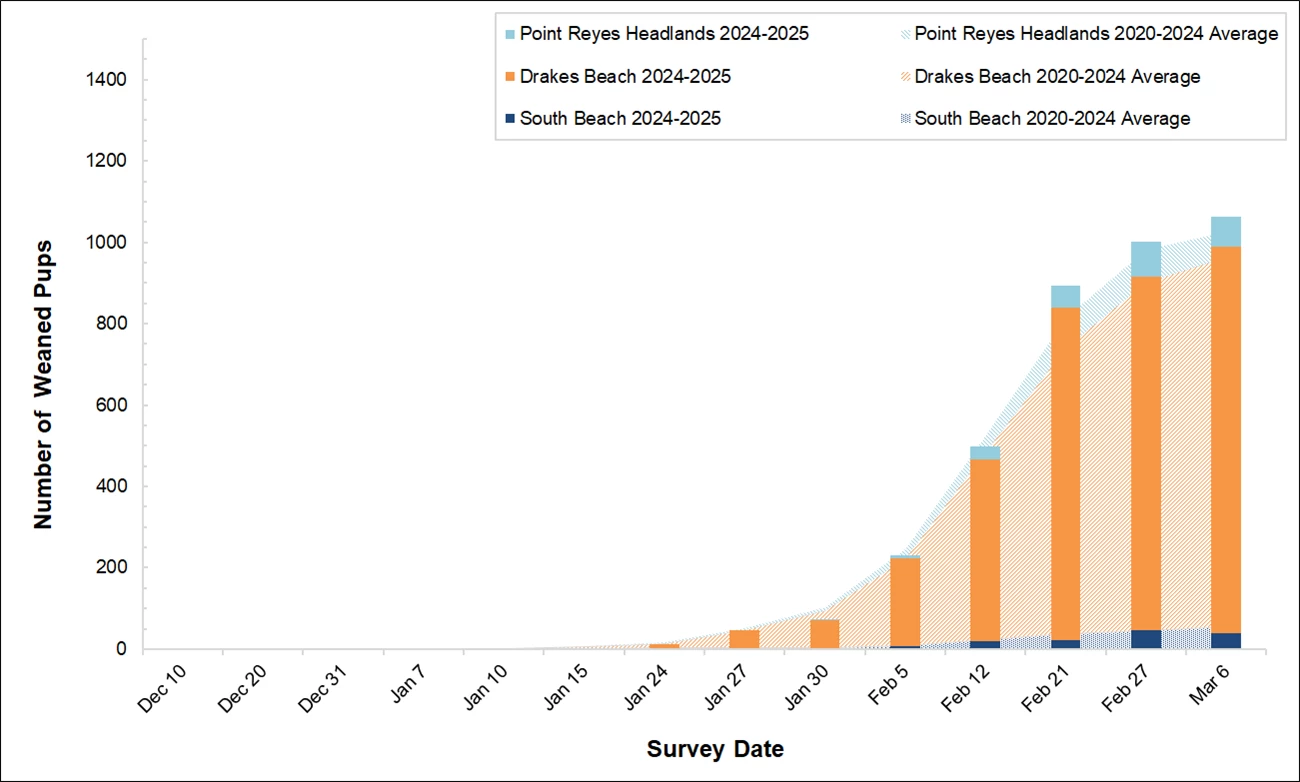 Elephant Seal Weaned Pup Counts, Winter 2024-2025 Graph of weaned pups counted at 3 colonies in Point Reyes in 2023-2024 by survey date. Bars for the present season are overlayed on an area graph of the 5-year average of weaned pups counted. So far, the bars/counts slightly surpass the 5-year average.