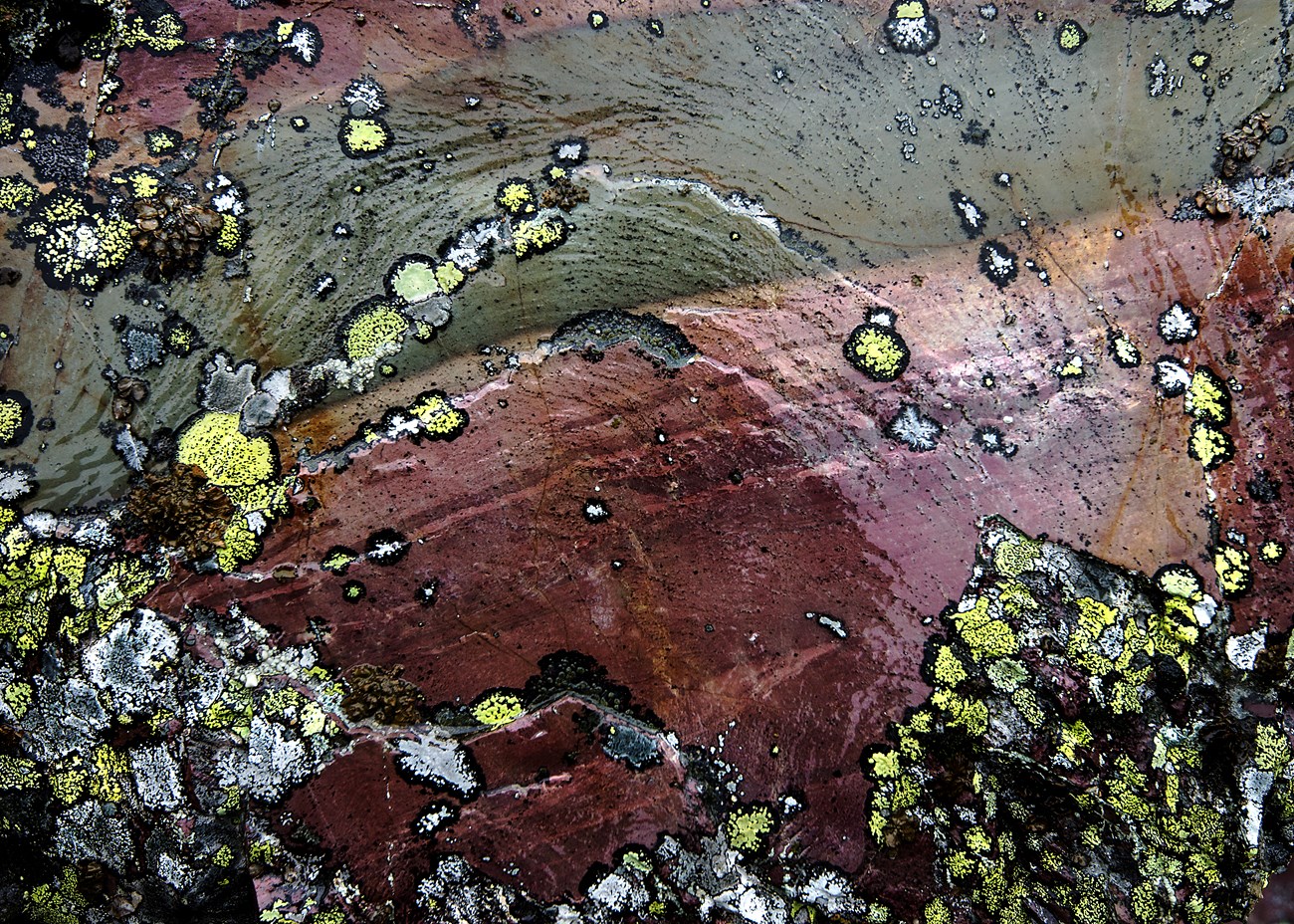 Lichen on rock Many different colored lichens cover the side of a rock in Glacier National Park.