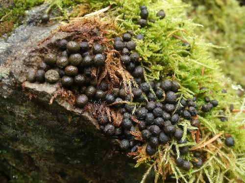 Pika Scat Small round drops of scat on moss on a rock.