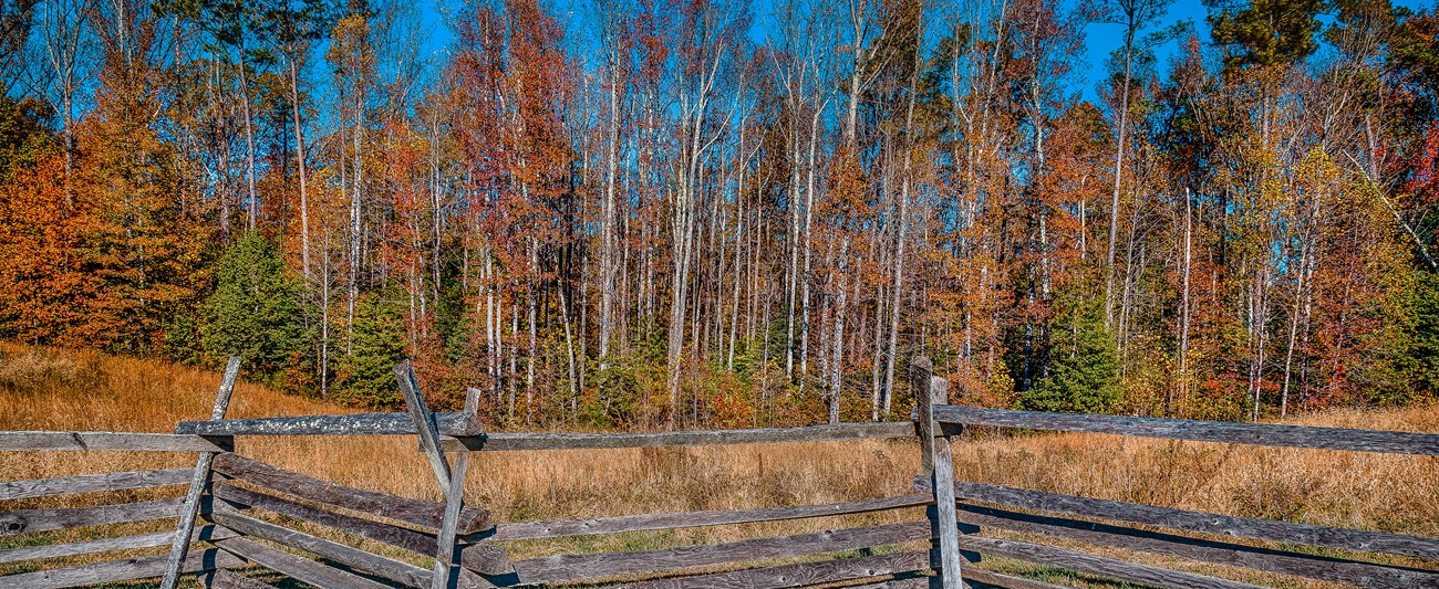Trees with fall foliage behind a split-rail fence.