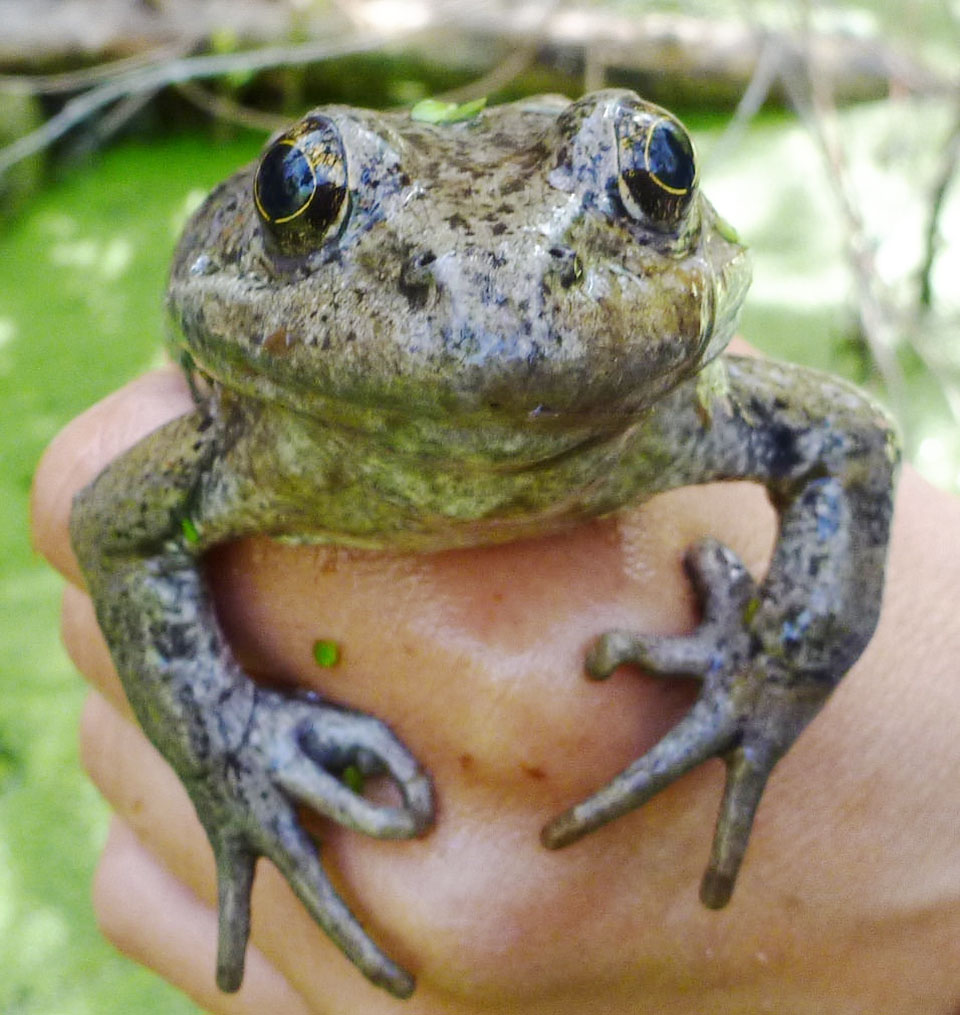 Recent rains may help breed new generation of tiny frogs