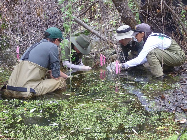 Biologists wearing waders, sitting in a stream collecting part of a California red-legged frog egg mass