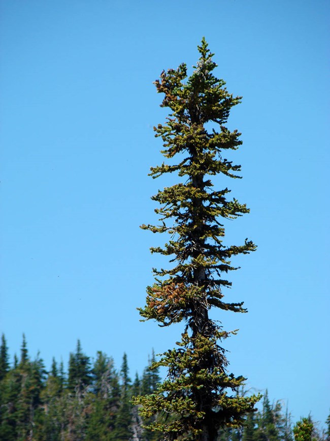 Fir tree with damage as a result of balsam woolly adelgid infestation