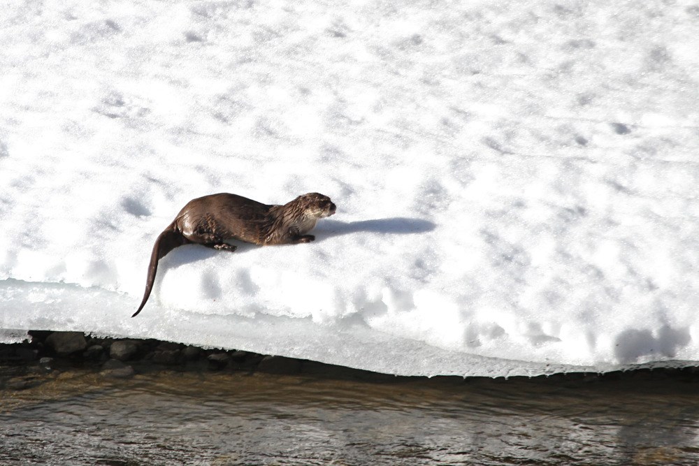 river otter on snowy bank