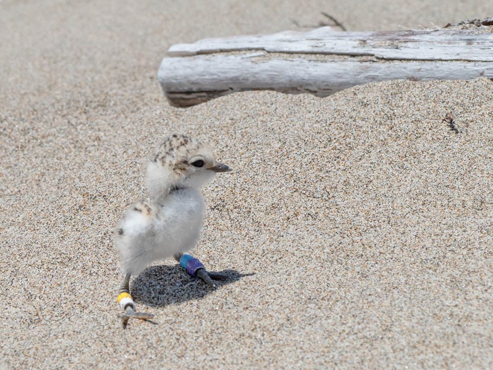 Tiny sand-colored western snowy plover chick standing on the beach with two colored bands on each of its legs.