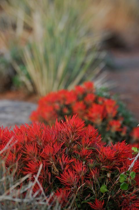 desert paintbrush in Arches National Park cluster of red desert paintbrush blooms
