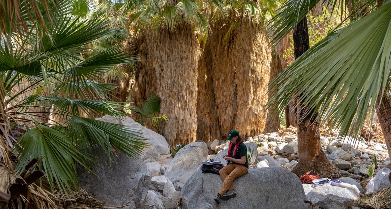 49 Palms Oasis, Joshua Tree National Park Woman with data sheet sitting on a rock under palm trees.