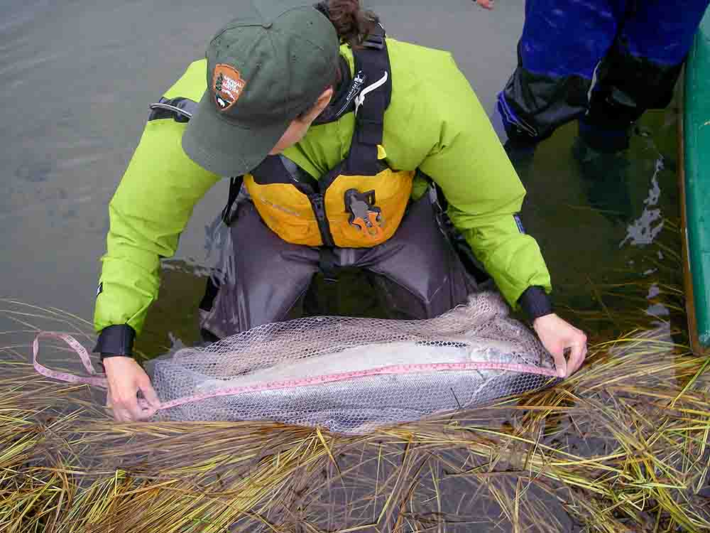Salmon caught using a haaf net - Recording Morecambe Bay