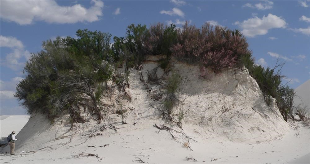 A wide shot of a large sand dune with a fieldworker studying it on the far left.