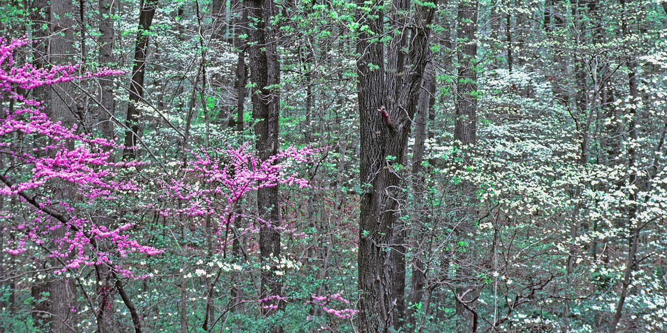 View of forest mid-story featuring the pink and white flowers of Eastern redbud and dogwood.