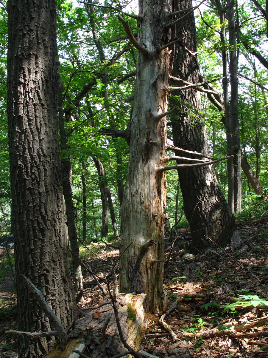 Treating invasive plants and promoting the regeneration of climate-resilient tree species in eastern forests (US National Park Service)