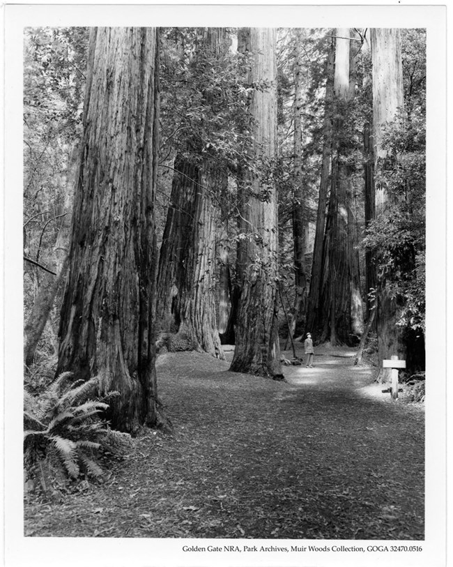 Visitor in Muir Woods, date unknown. NPS photo.