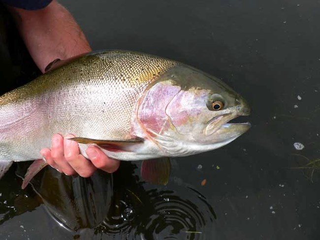 A hand holding a rainbow trout fish with water underneath it.