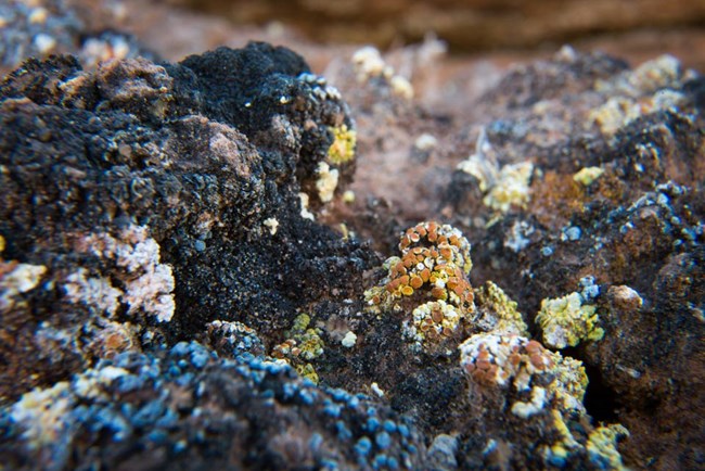 multi-colored lichens growing on black soil crust