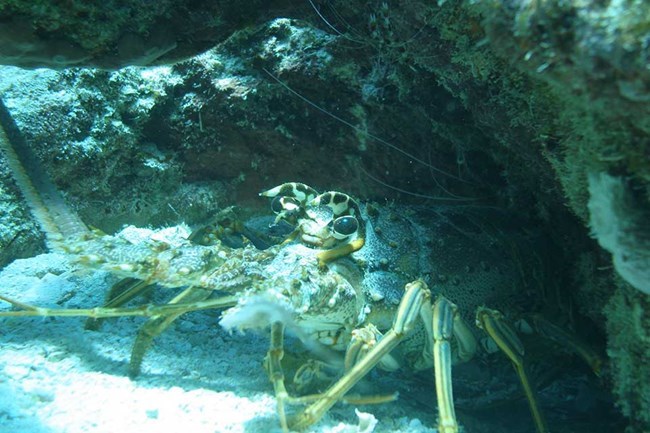 lt= spiny lobster emerging from cave on ocean floor