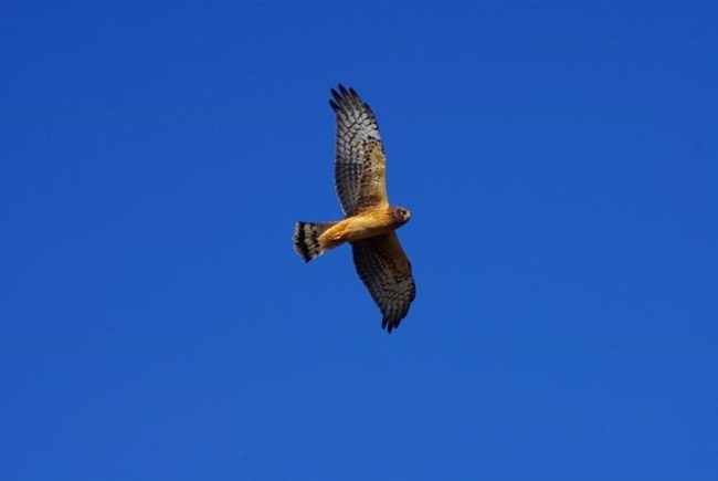 a northern harrier flying overhead