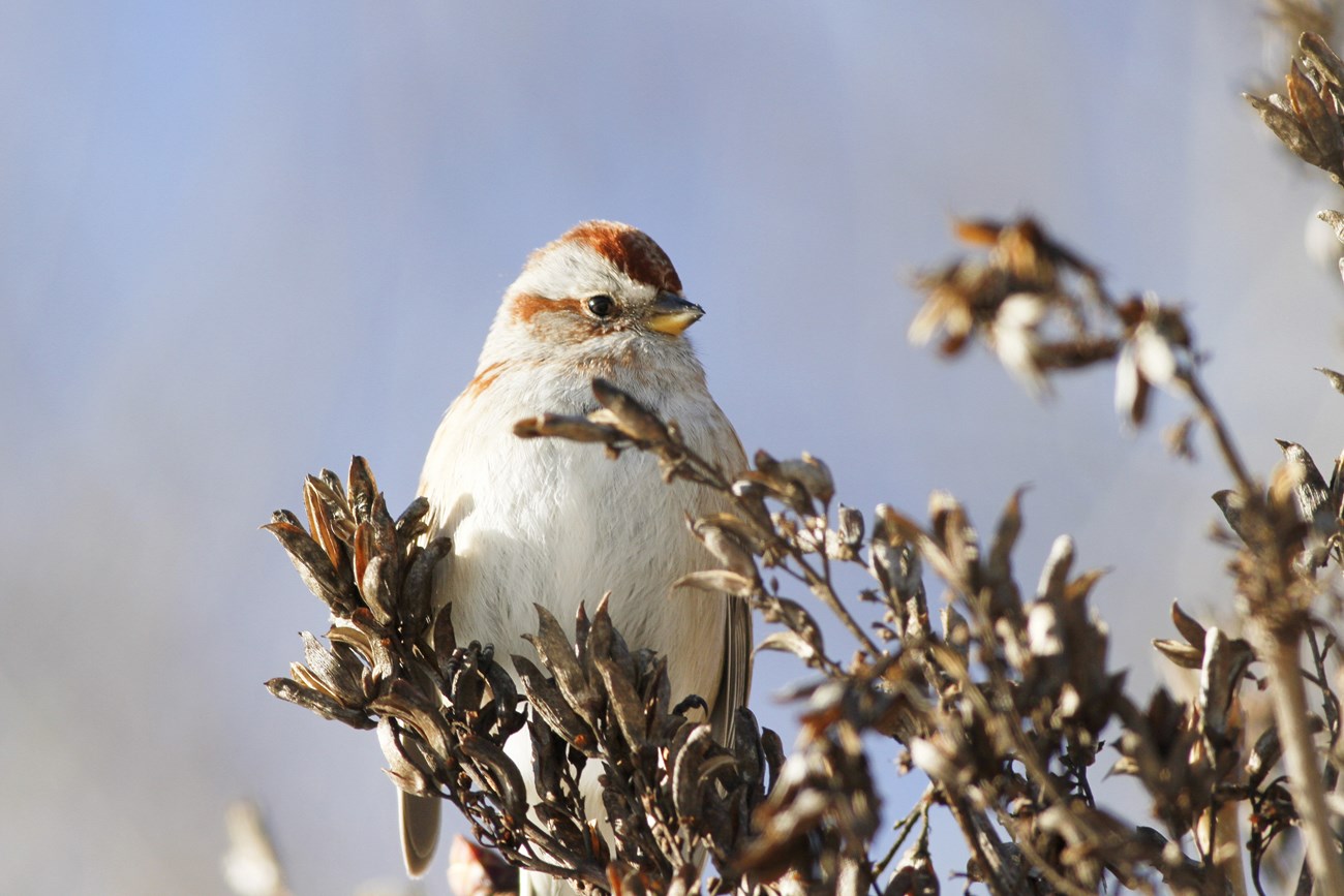 small white bird with reddish brown crown perched on a tree branch stripped of its leaves