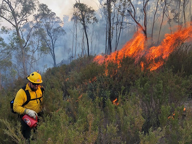 A man in fire gear uses a driptorch to ignite vegetation.