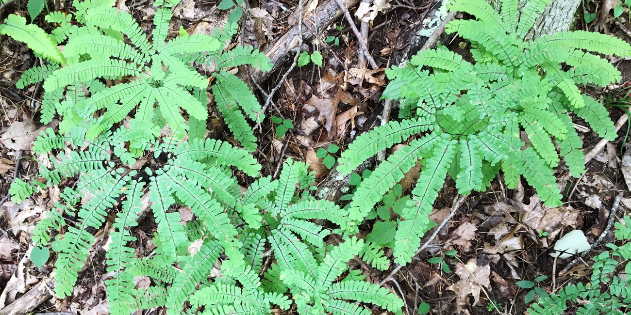 Maidenhair fern Overhead view of a group of maidenhair ferns growing on the forest floor.