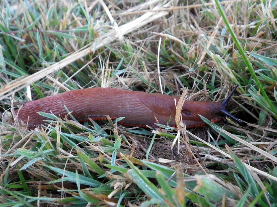 Comparative Ecology Of The Native Banana Slug And A Comparably Sized Invasive Slug In Washington State U S National Park Service