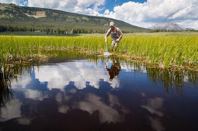 Scientist wades into a pond with a fishing net.