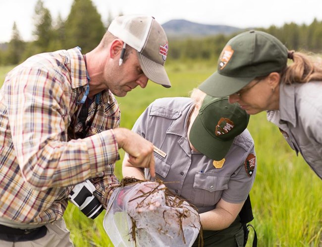 Scientist in plaid shirt points to something in a net as two people in NPS uniforms look on.