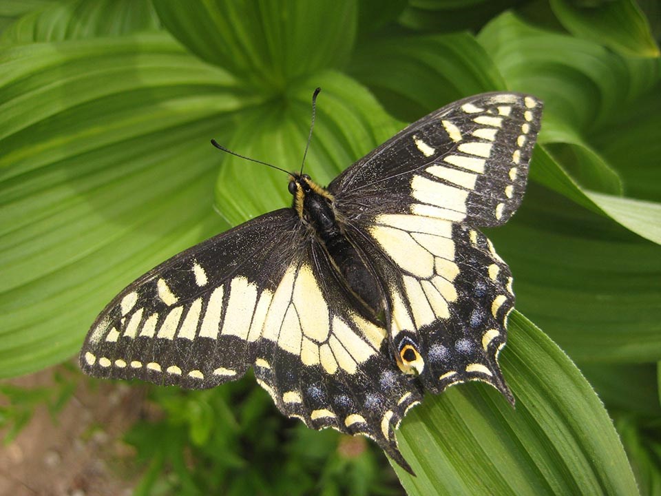 Dorsal view of an anise swallowtail butterfly