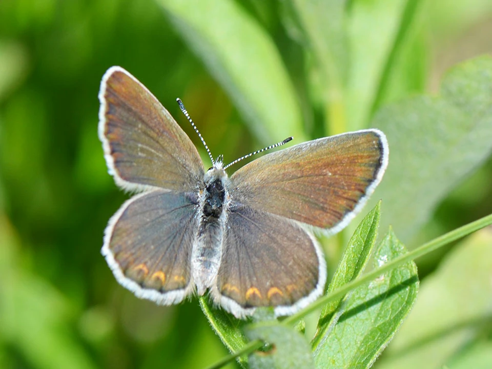 Anna's blue Dorsal view of a small bronze, blue and orange buttefly