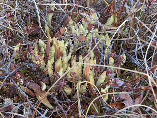 arctic tundra lichen