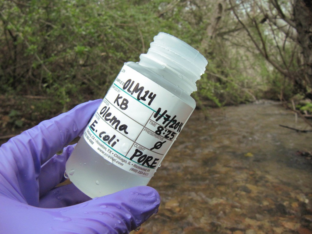 A freshly collected E. coli sample in autoclave bottle from the Olema Creek watershed.