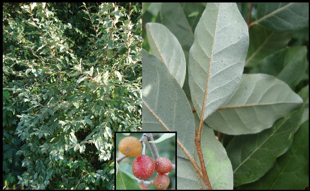 Autumn-olive has silvery scales on the elliptical-shaped leaves, stems, and red fruit.