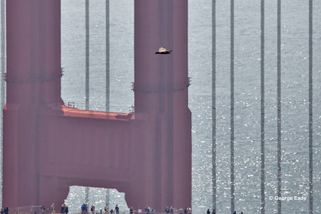 Juvenile Bald Eagle flying by the Golden Gate Bridge