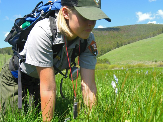 Person in a National Park Service uniform, on the ground examining a blooming camas lily