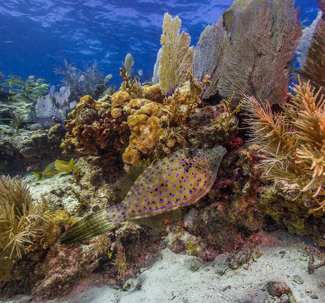 coral reef coral reef