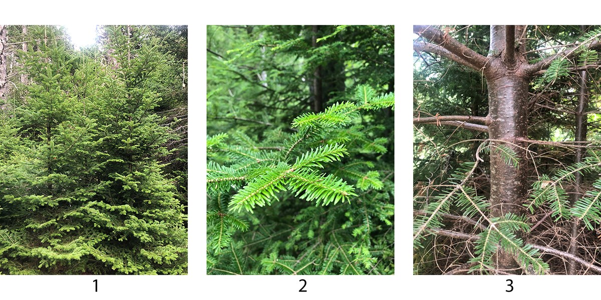 Conifer Identification at Acadia (U.S. National Park Service)