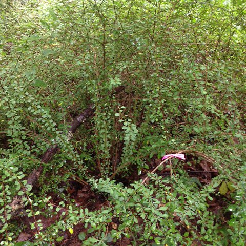 Japanese barberry Japanese barberry bush growing in the forest, with pink flagging tape attached to one branch.
