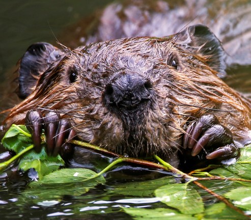Leave It to Beavers: Keystone Species Provides Nature-based Restoration