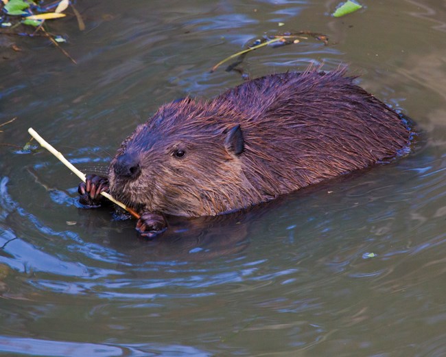 beaver holding stick