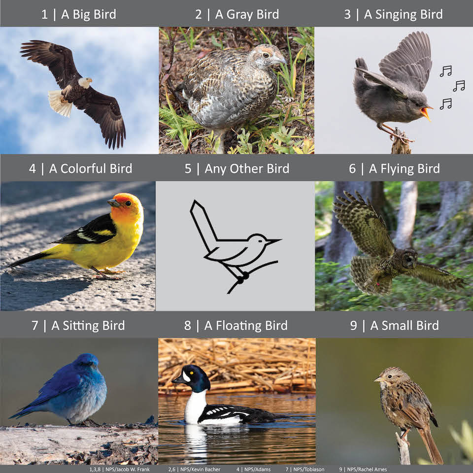 birds pictures with their names