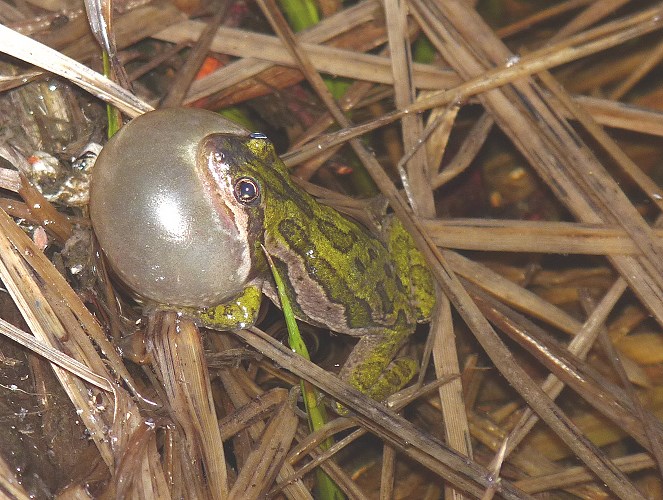 Native Frogs are essential to healthy ecosystems