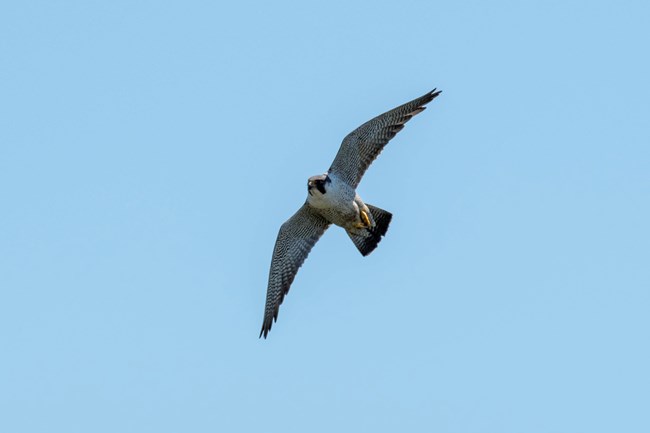 an adult peregrine falcon flying overhead with its pointed wings