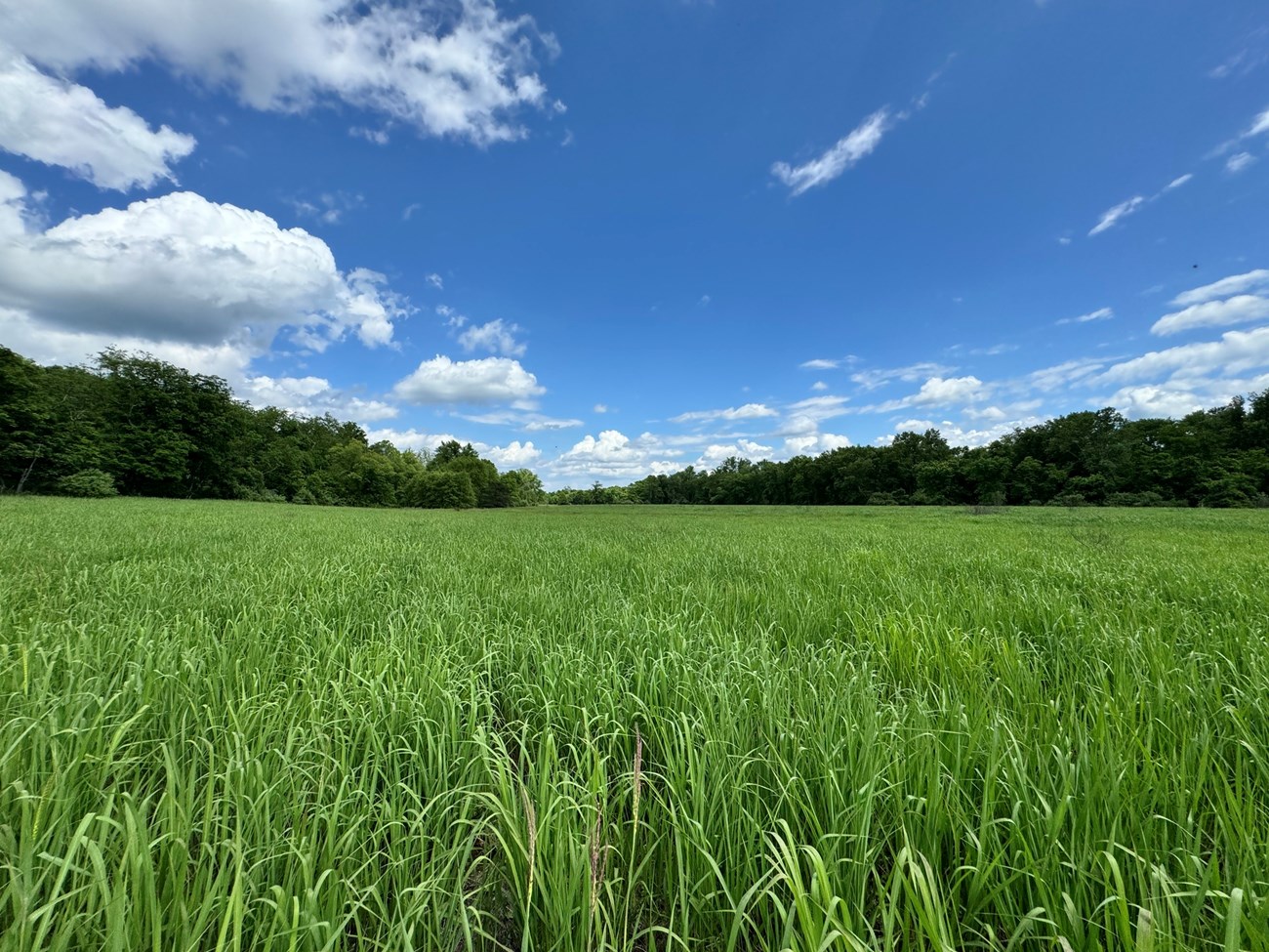 Bright green field with blue sky