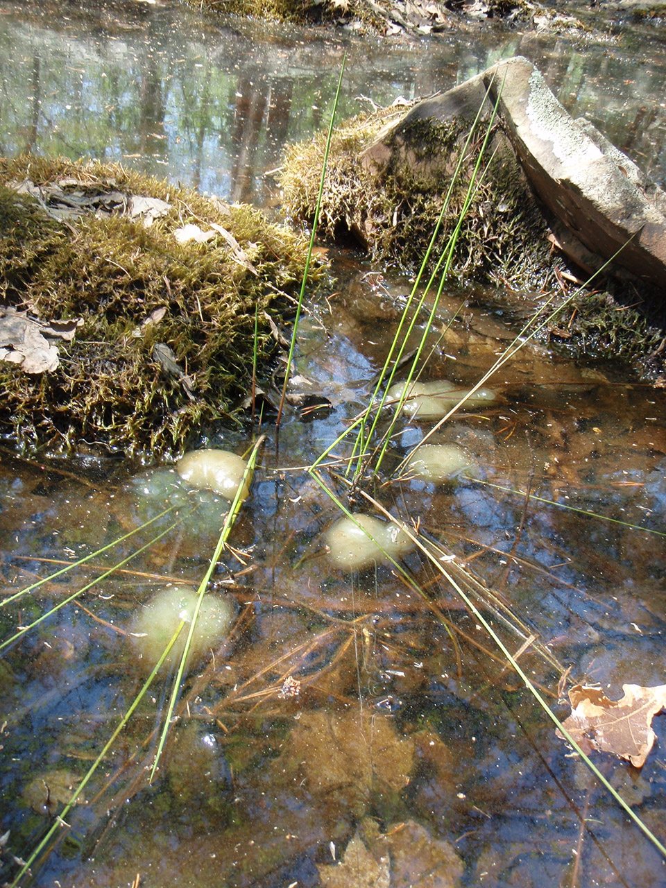 Spring Amphibian Timeline (U.S. National Park Service)