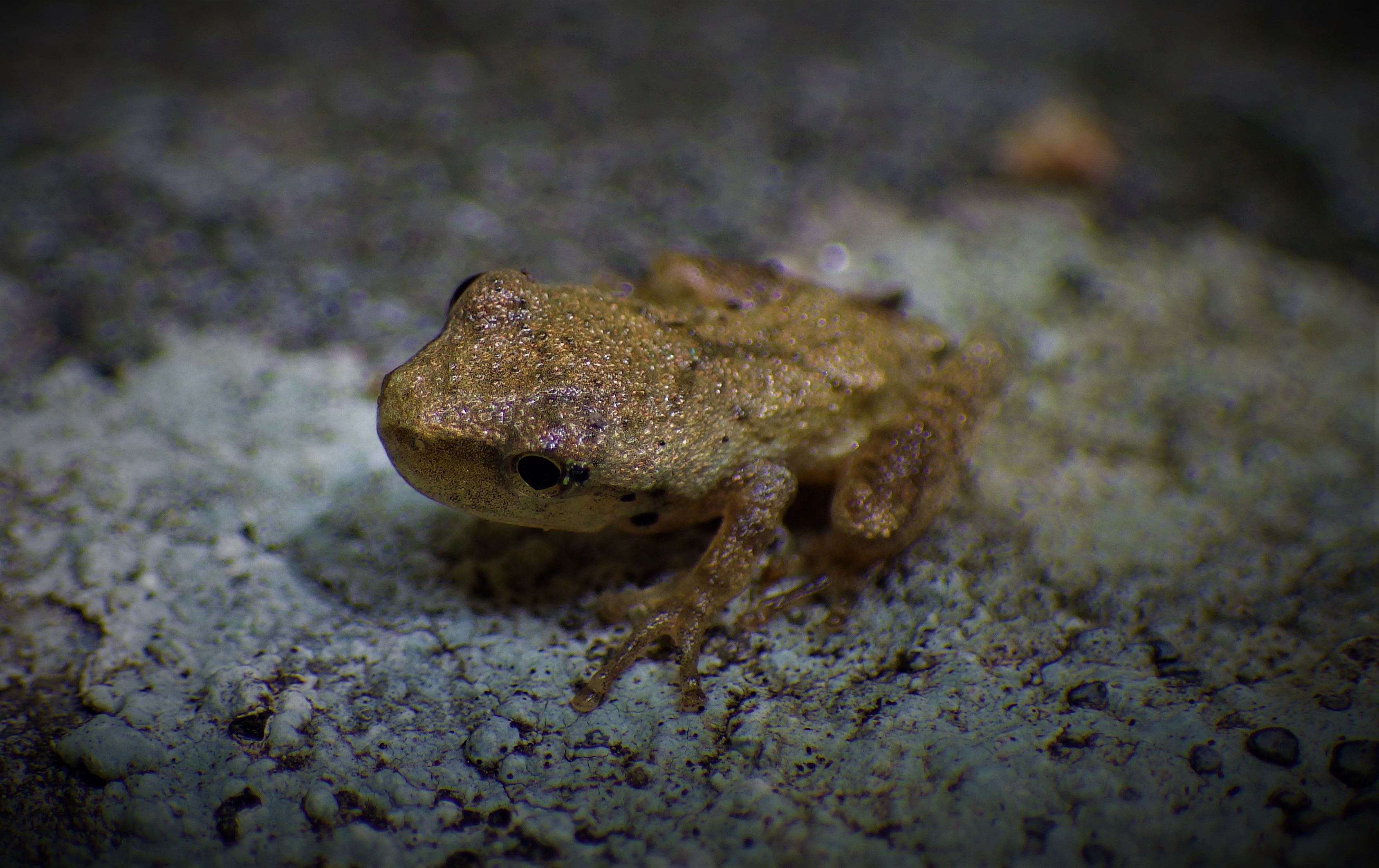 Amphibian Diversity & Habitat Connectivity (U.S. National Park Service)