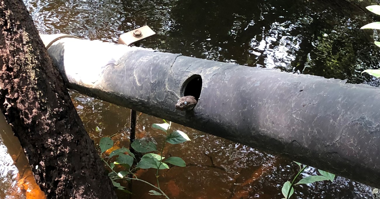 Snake pokes its head out of a hole in a pipe