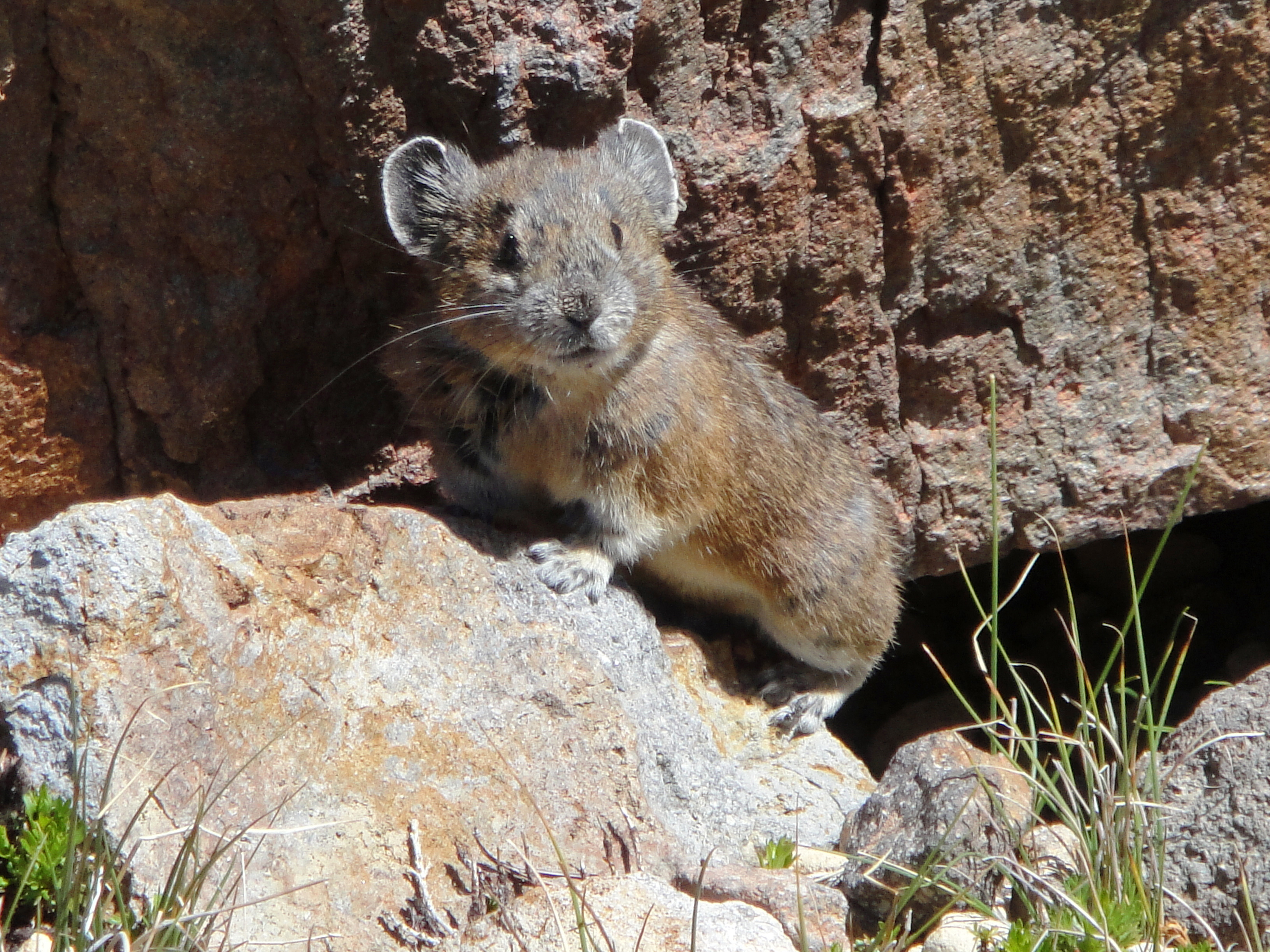 American pika disappearing from Western regions — High Country News – Know  the West