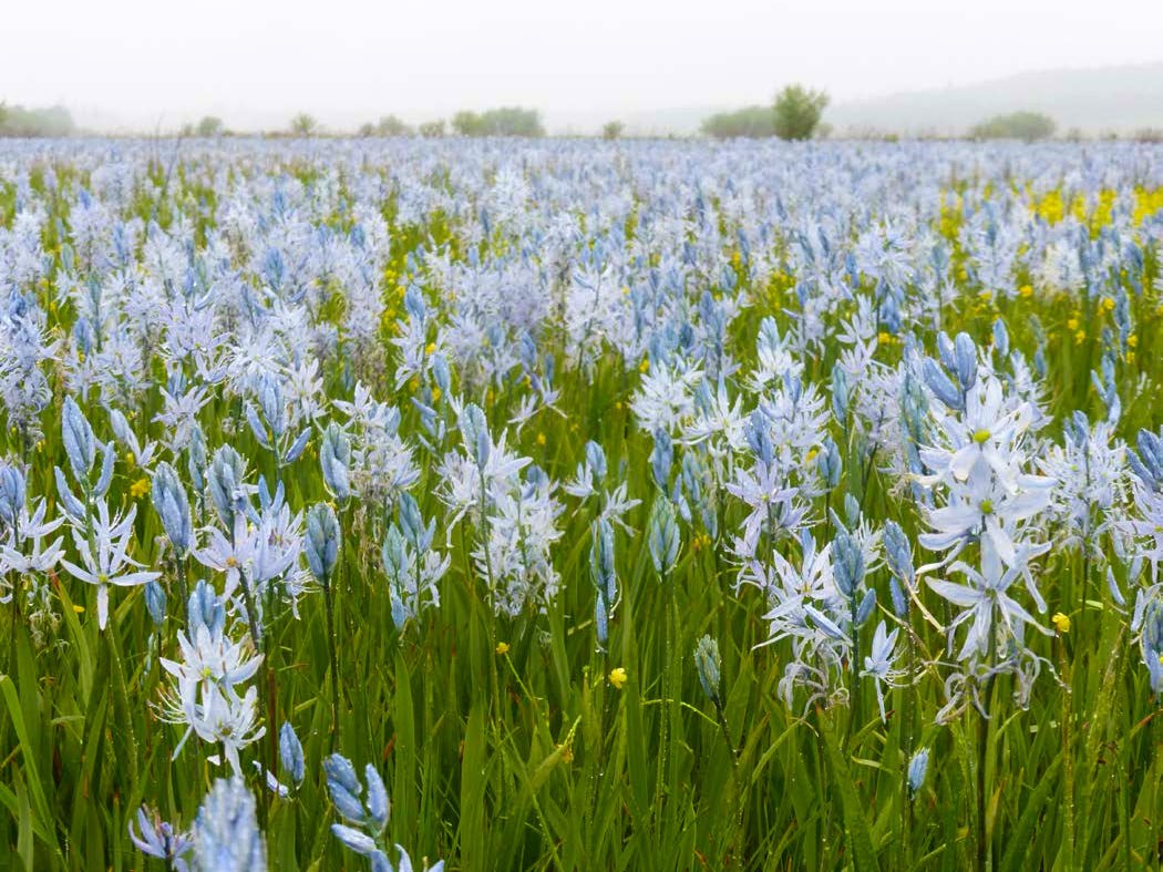 Grassland densely covered by dew-soaked, light blue camas lily flowers, lending color the landscape on a cloudy day