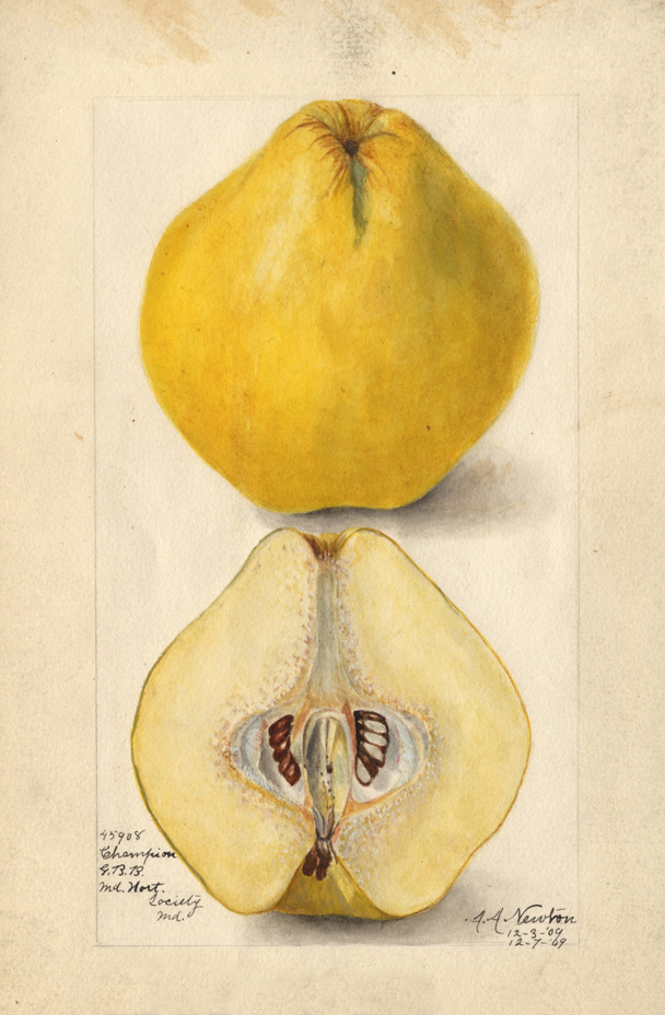 Champion_quince-USDA-public-domain.jpg?maxwidth\u003d650\u0026autorotate\u003dfalse