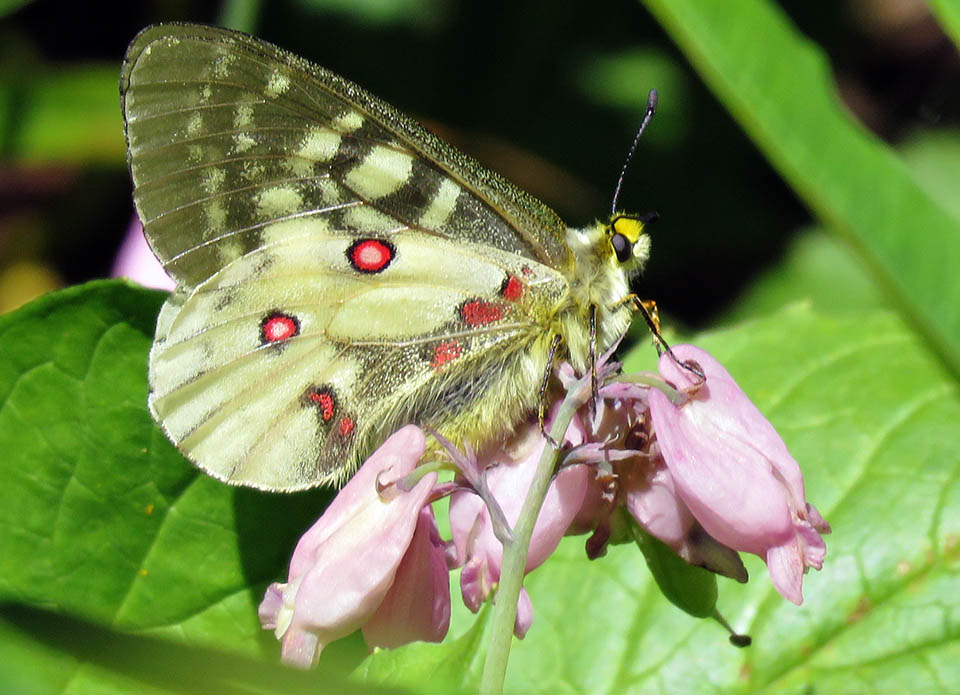 Cascades Butterfly Project (U.S. National Park Service)